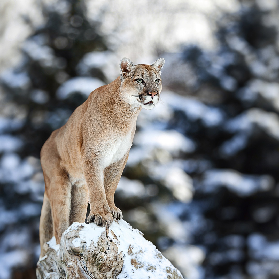 mountain lion