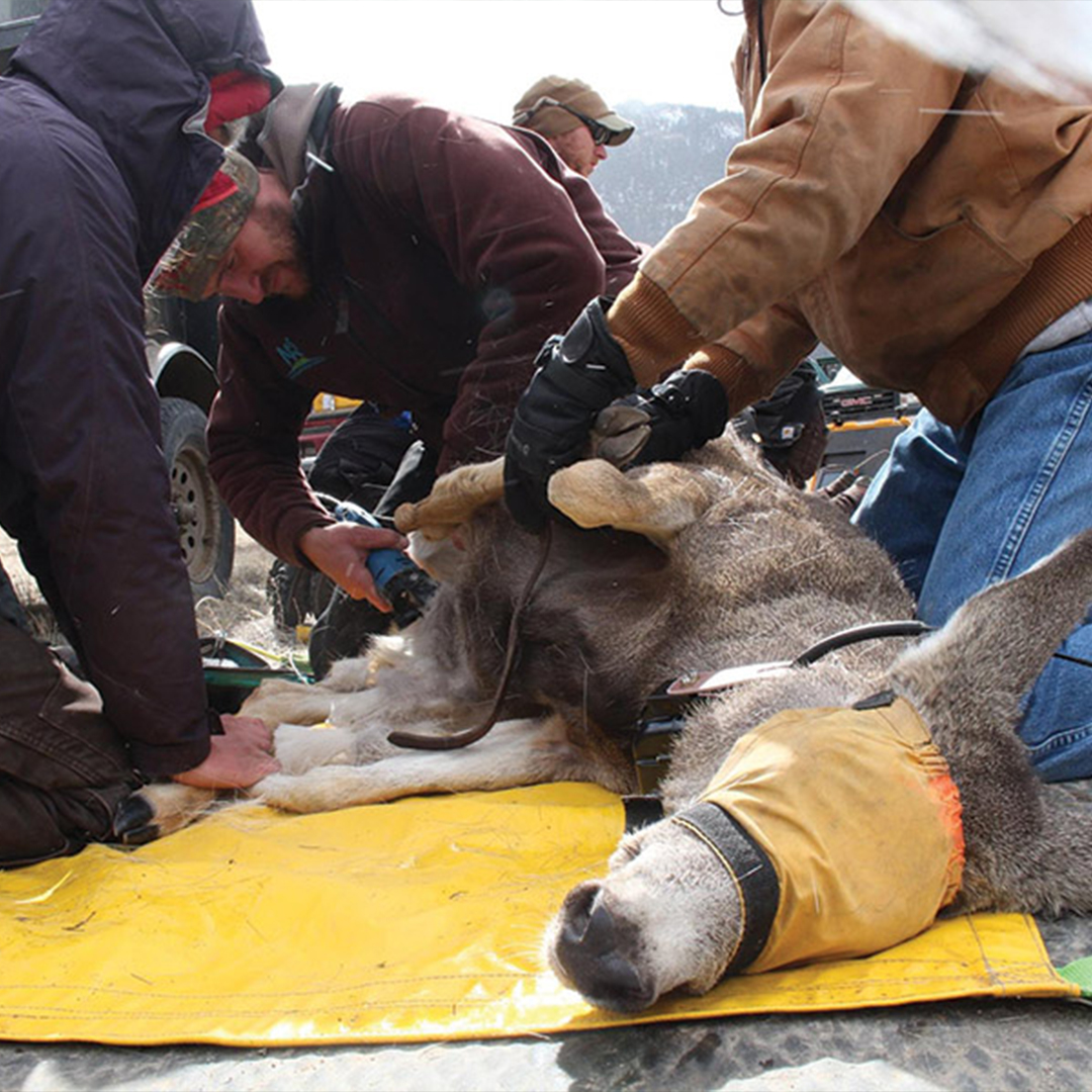 biologists working on donkey