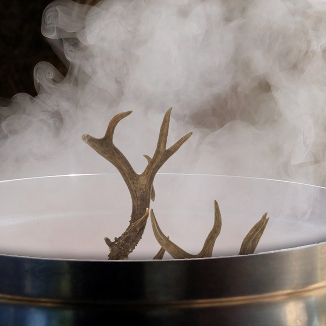 antlers in a pot