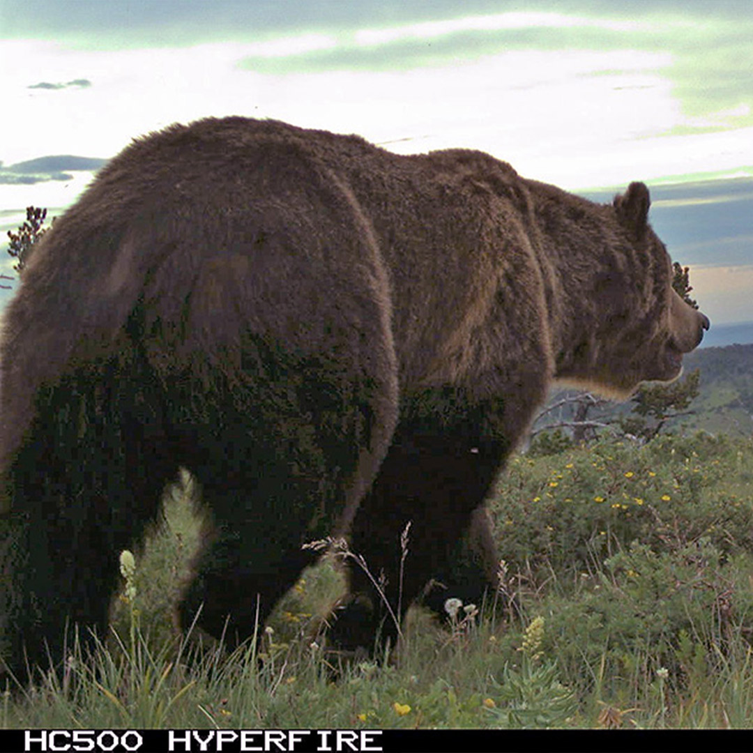 grizzly bear on trail cam