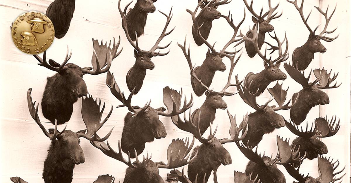 B&C National Heads and Horn Collection