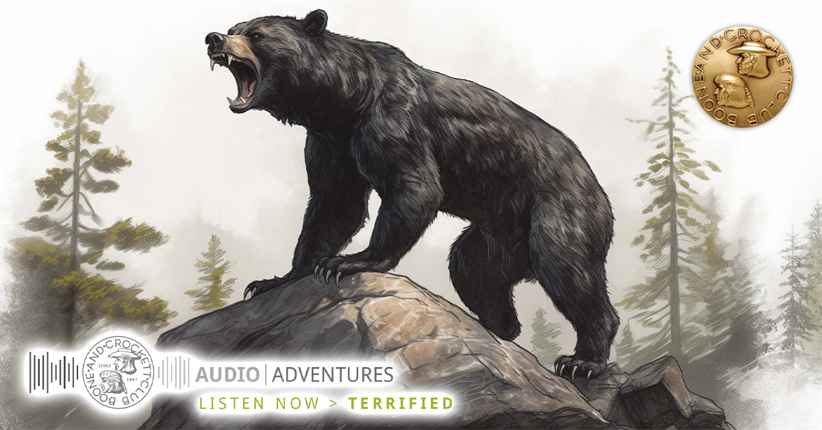 drawing of black bear