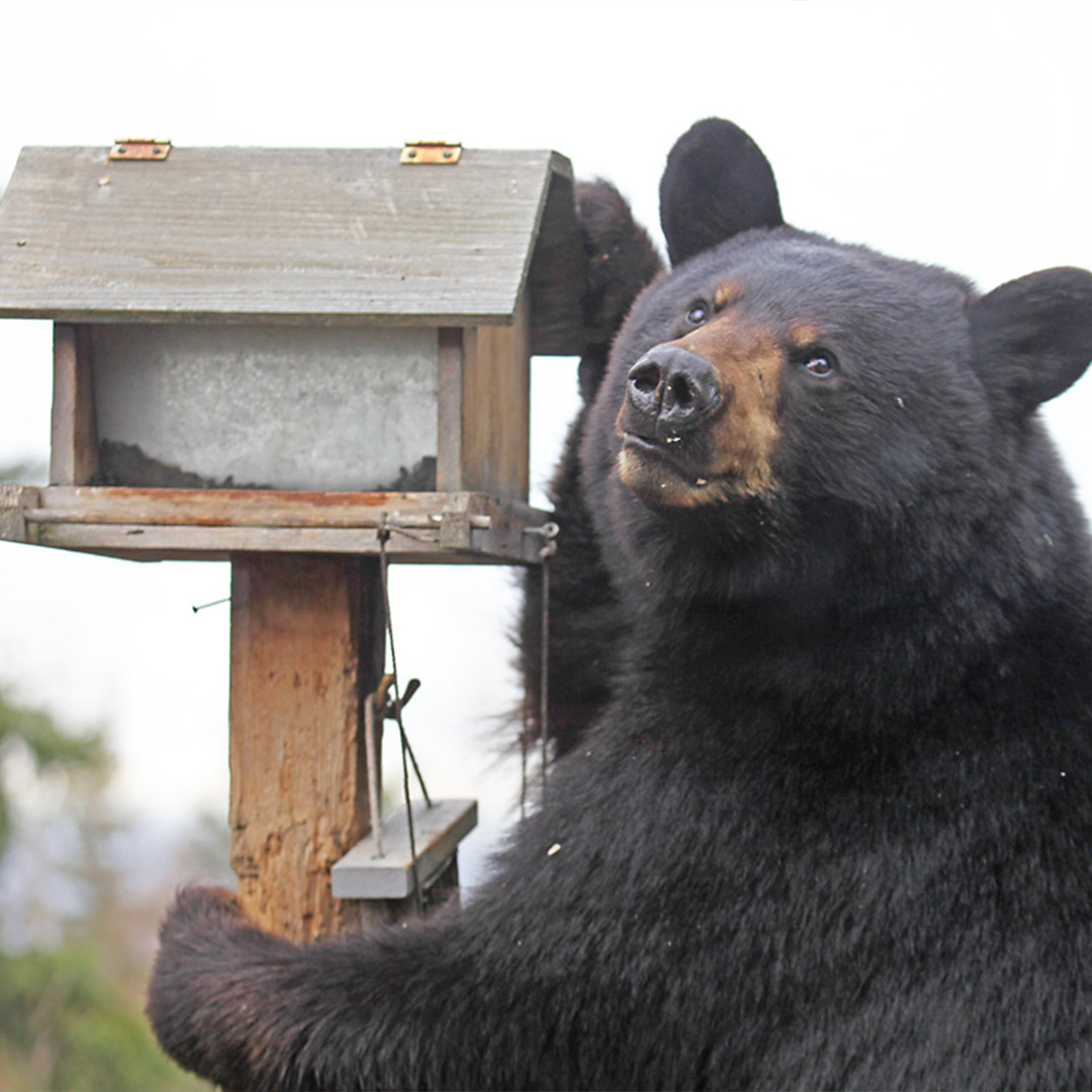 black bear climbing bird feeder