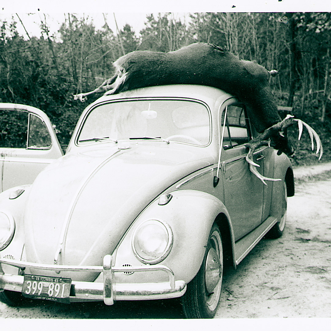 whitetail deer on top of car