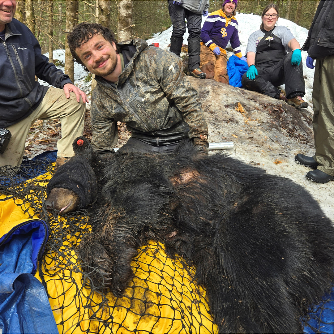 Hayden Walkush working with black bears