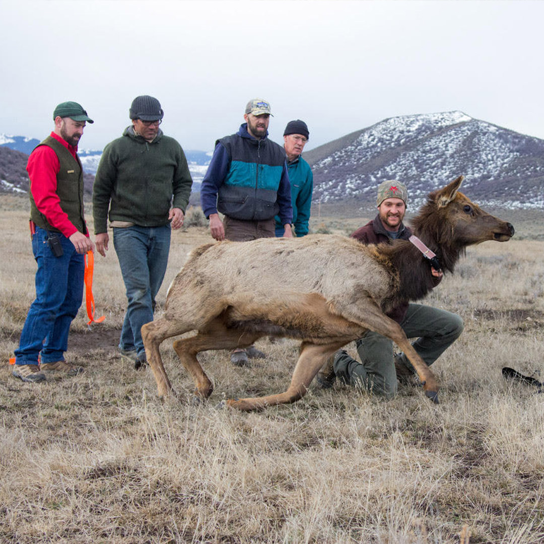wildlife biologist releasing cow elk