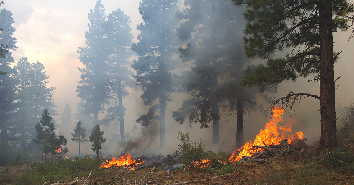 forest fire