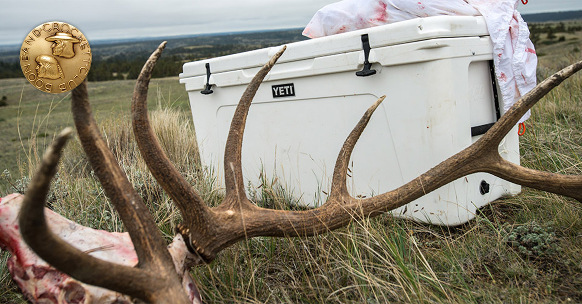 elk harvest in front of cooler