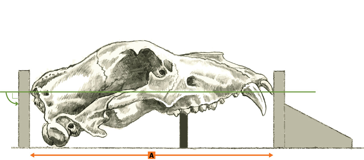 bear skull measurements