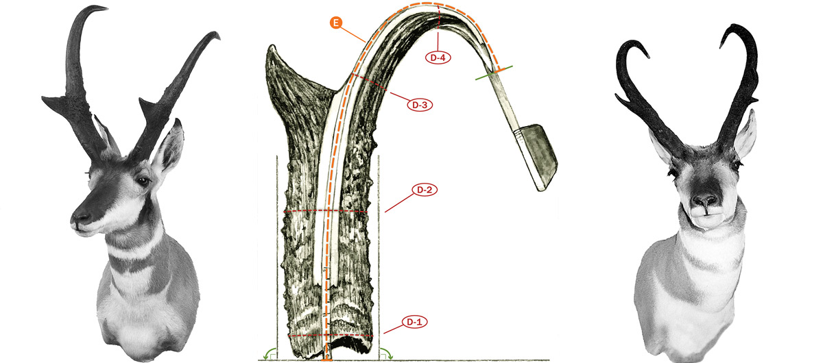 pronghorn measurements