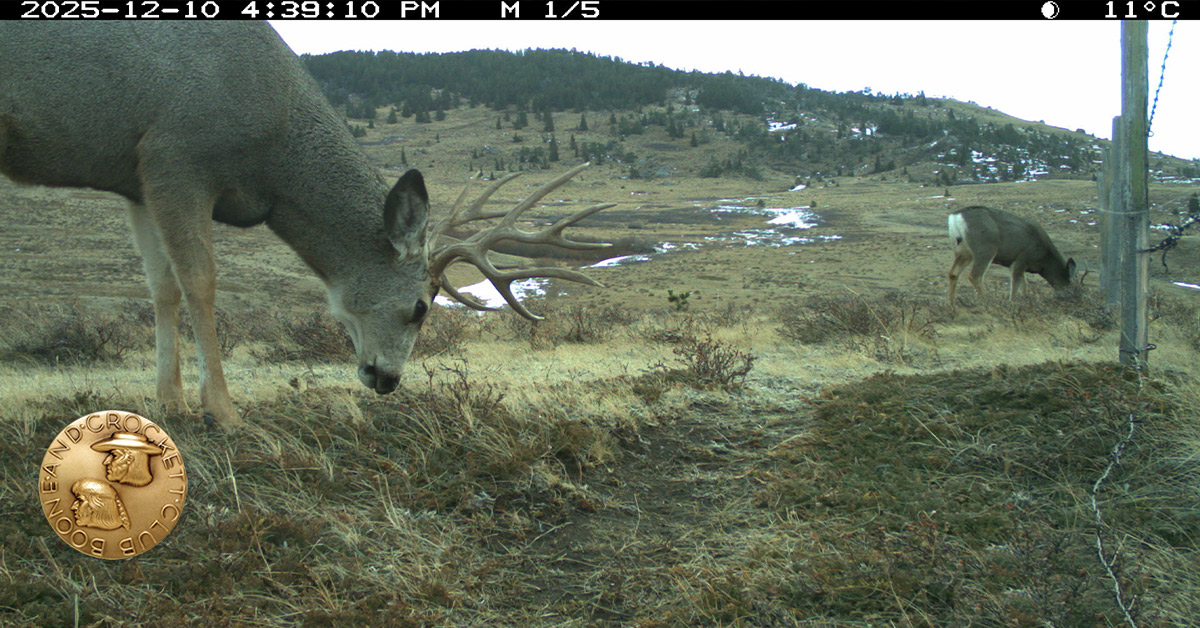 mule deer on trail cam