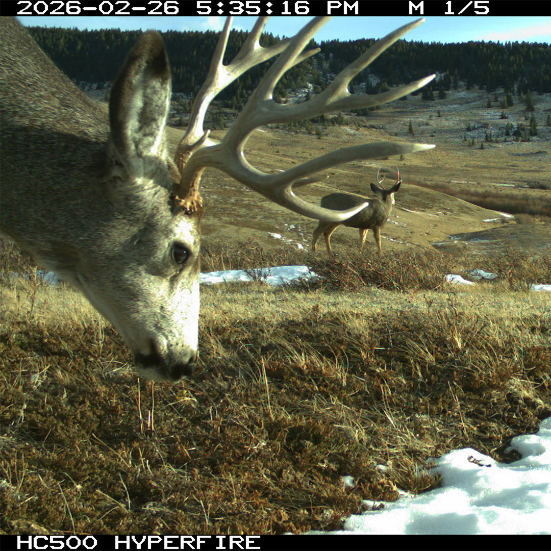 mule deer on trail cam