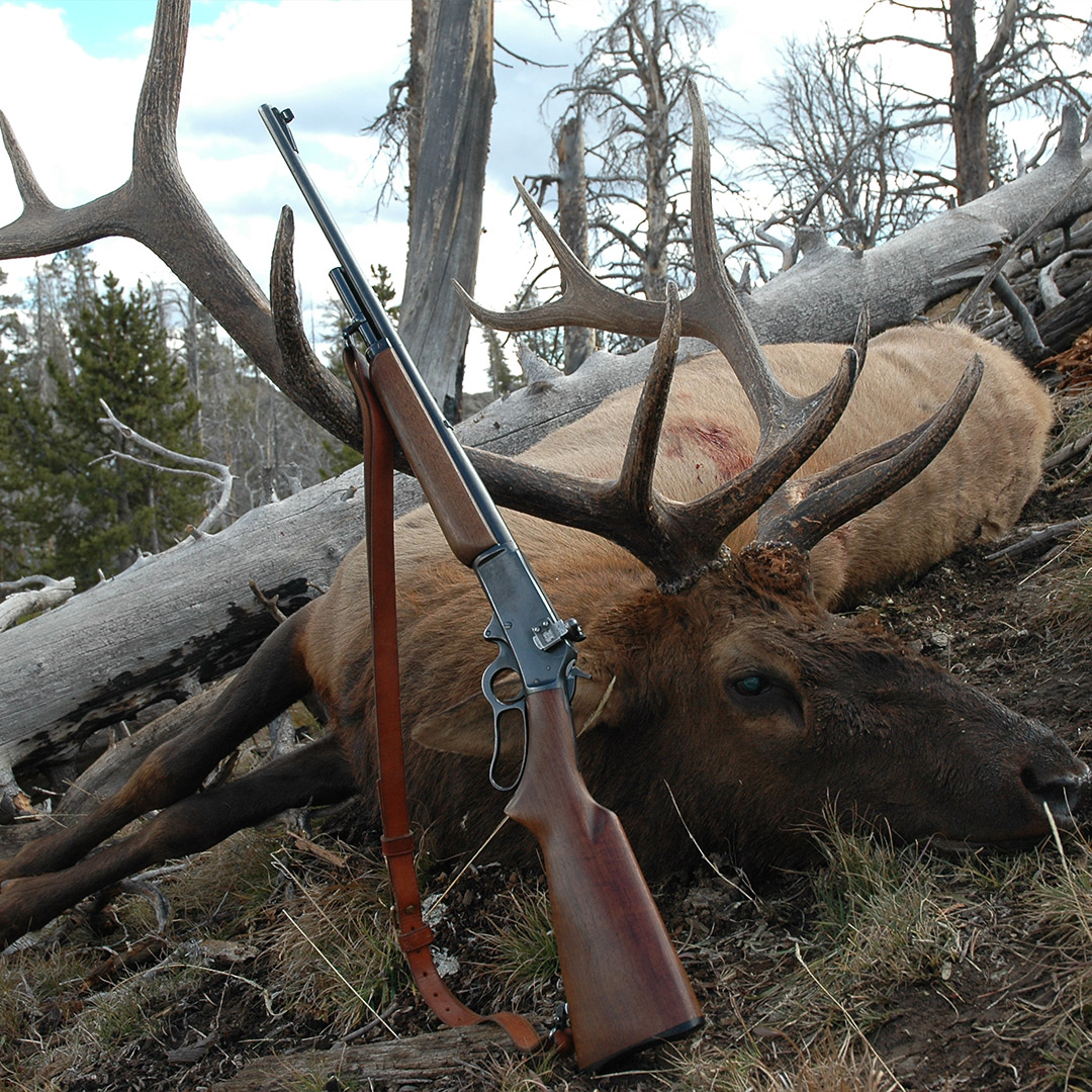 elk harvested with vintage rifle