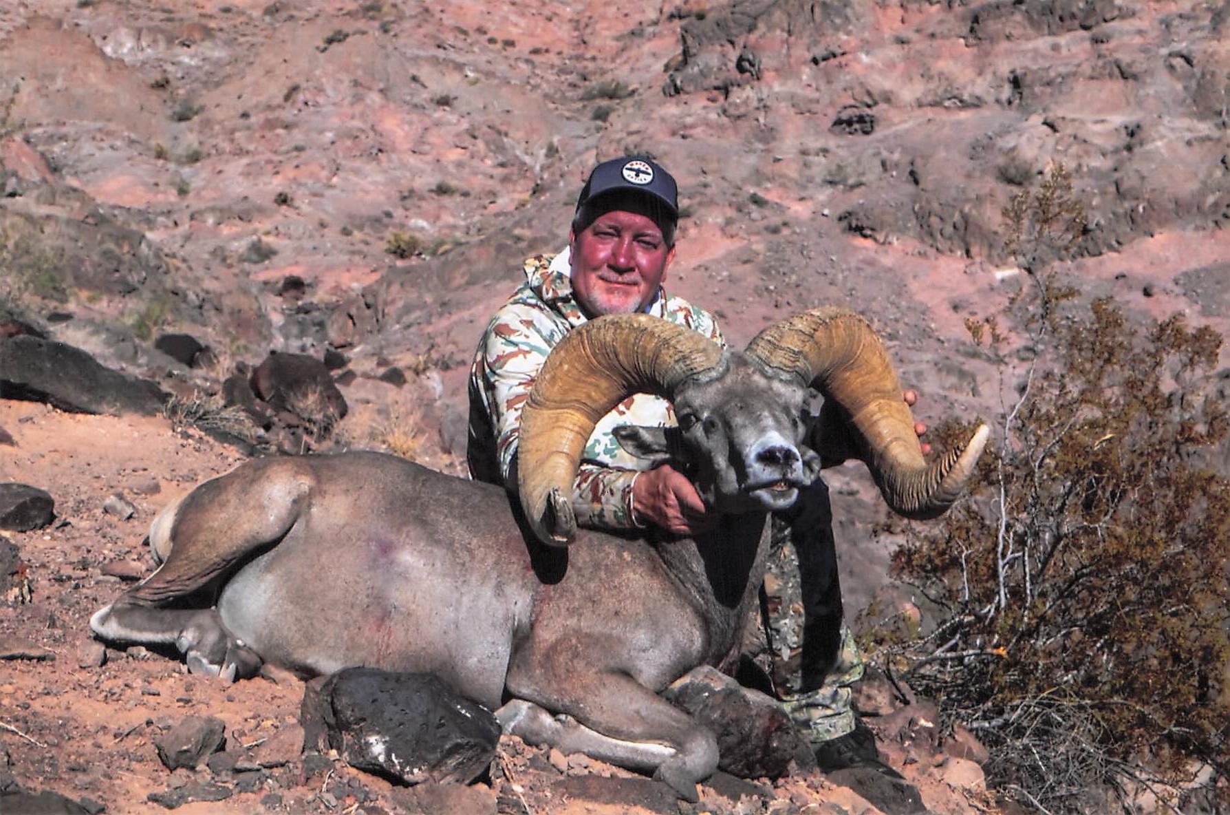 DESERT SHEEP