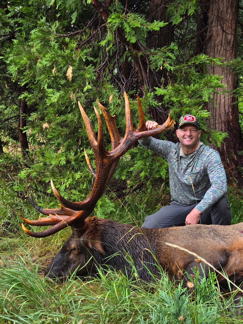 ROOSEVELT'S ELK