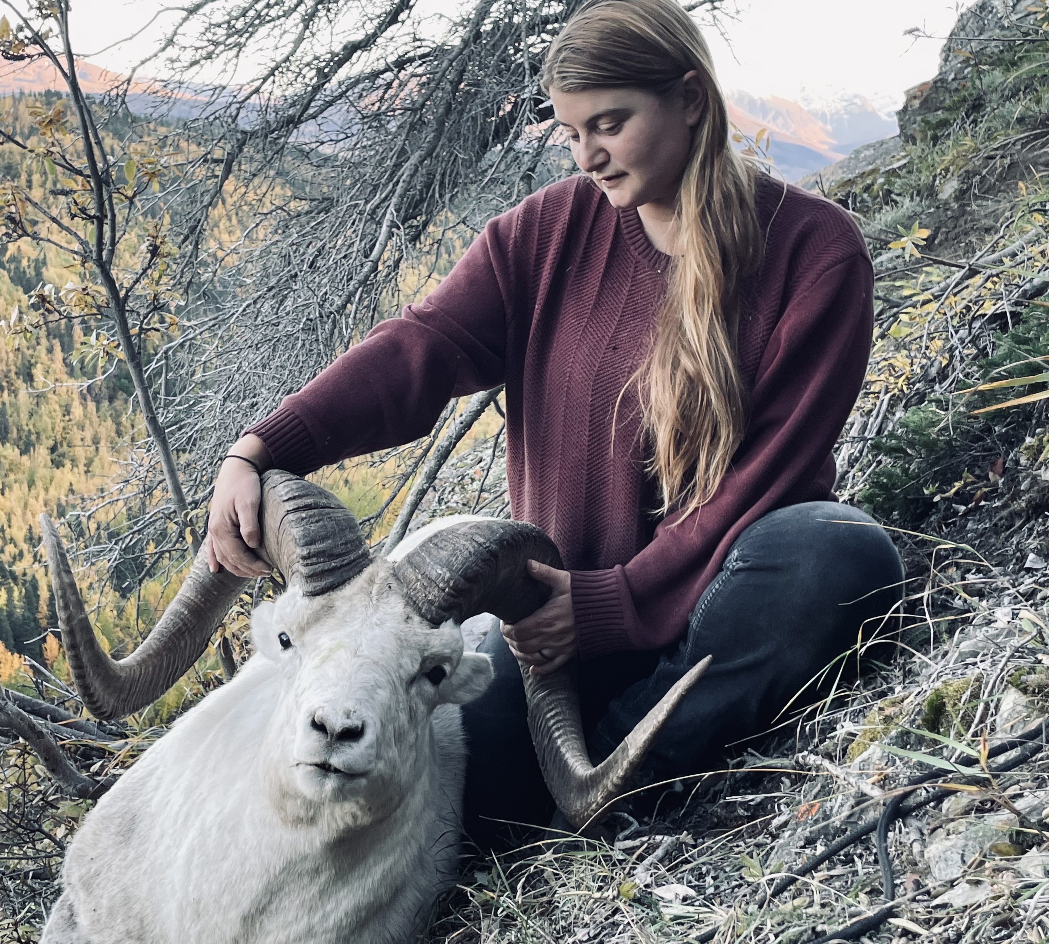 DALL'S SHEEP