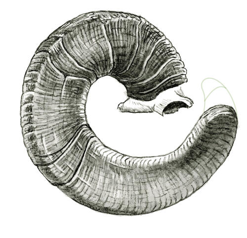 Profile of bighorn horn 