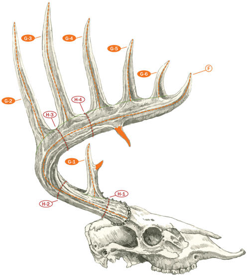 Tips on Measuring a Whitetail Deer 