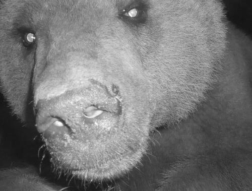 Jamshid's brown bear 