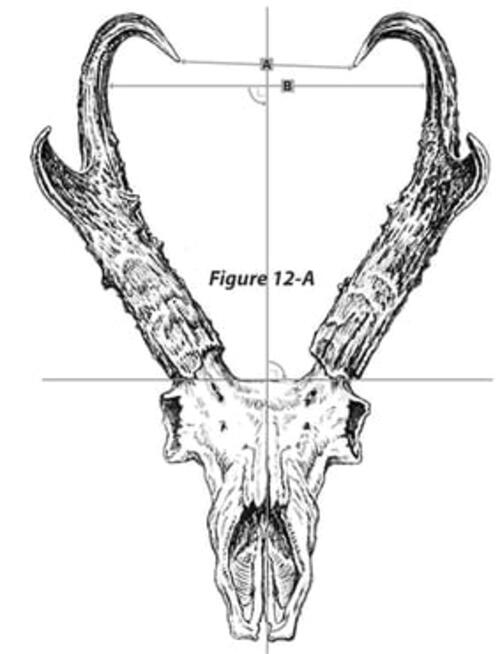 pronghorn skull