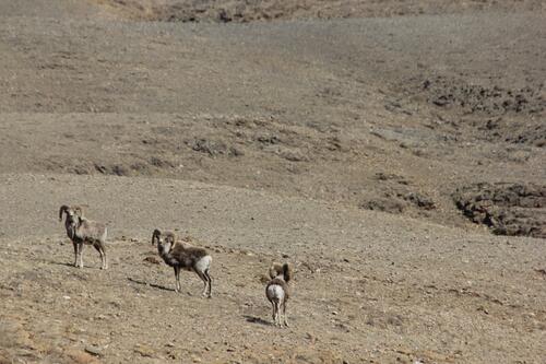 Argali Sheep in the Gobi