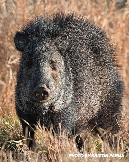 javelina