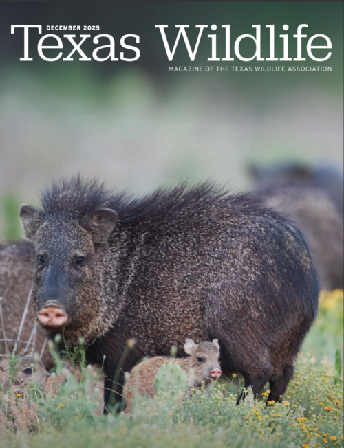 TWA Magazine December 2025 Cover with a javelina