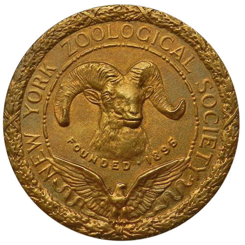 Bronx Zoo - Impact Series