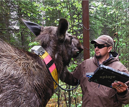 wildlife research with collared moose