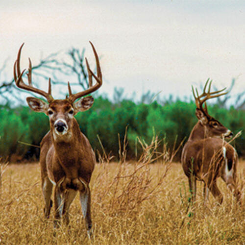 two whitetail bucks
