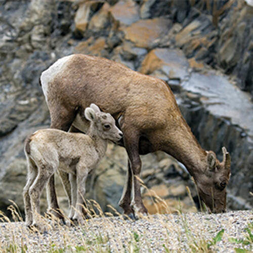 bighorn sheep