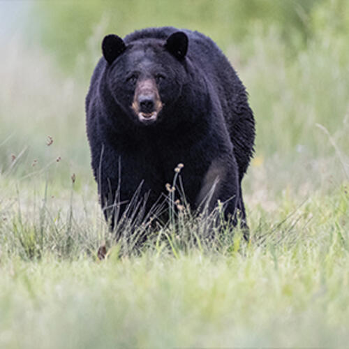 black bear