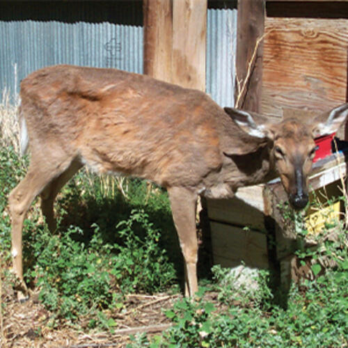whitetail deer doe