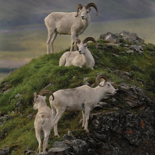 four dall's sheep