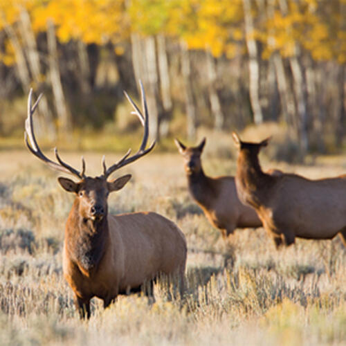 elk