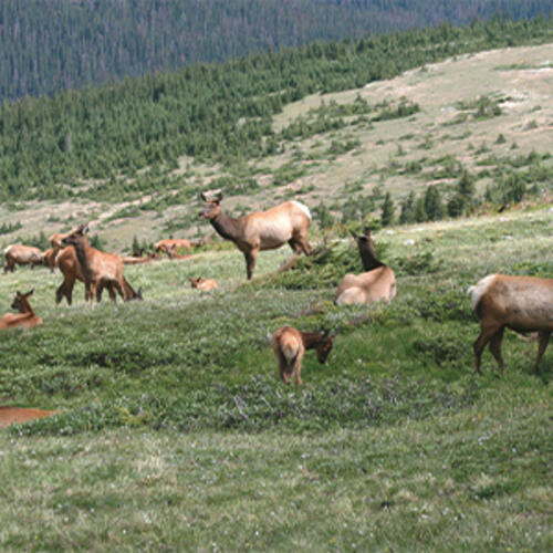 elk