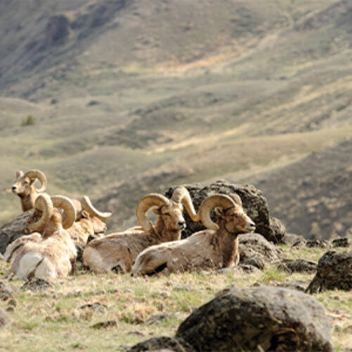 bighorn sheep