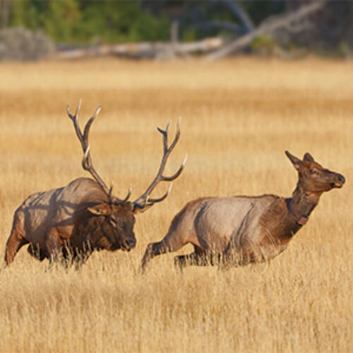 bull elk chase cow elk