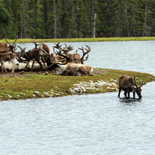 herd of caribou