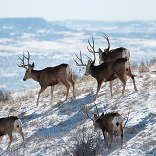 herd of mule deer