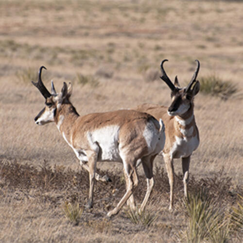 two pronghorn