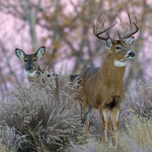 whitetail deer