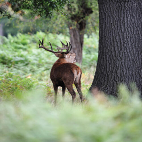 red stag