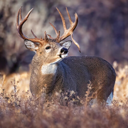 whitetail deer
