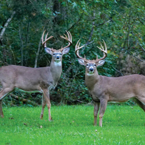 two whitetail bucks