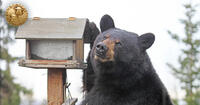 Bear and Bird feeder 