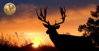 mule deer