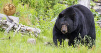 black bear