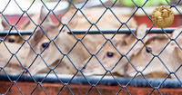 deer in cage