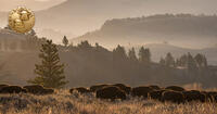 herd of bison
